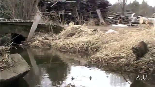 Agile ce chat saute par-dessus une rivière.. RATE !!