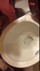Cérémonie d'adieu pour un poisson rouge... aux toilettes !