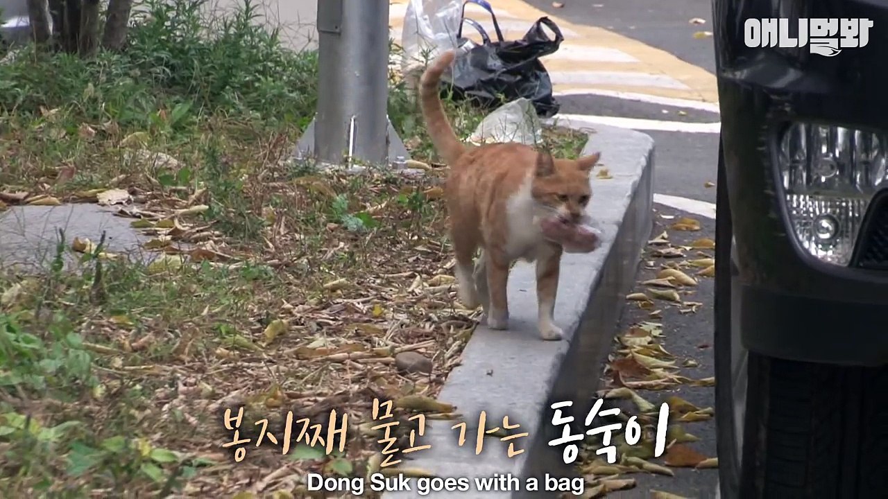 Ce chat de gouttière partage sa nourriture avec.. des chatons abandonnés !