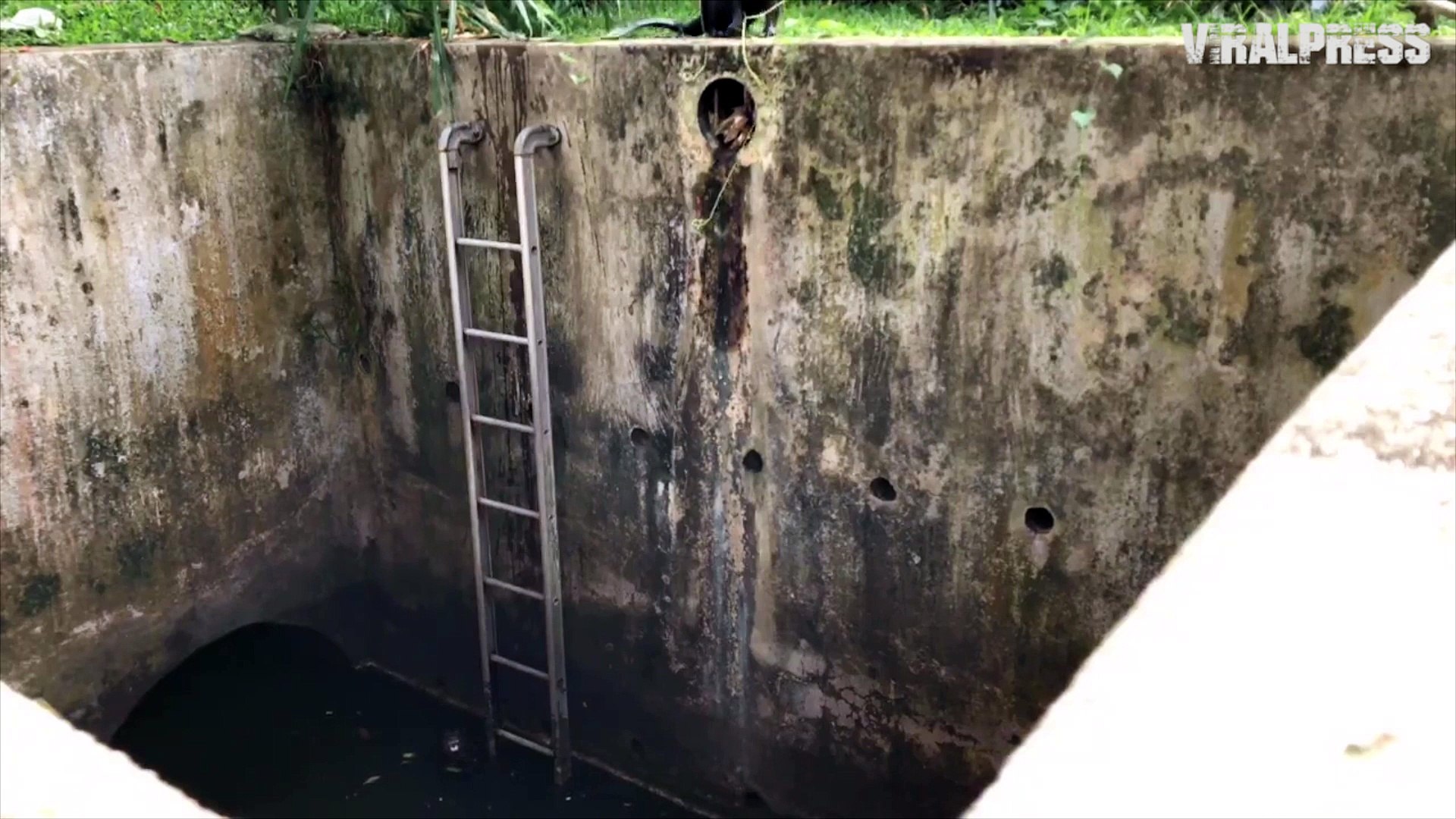 ⁣Wild Otters Climb Ladder Then Knock Over Phone In Singapore