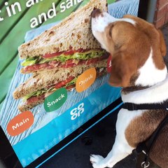 This Dog Just Wants a Sandwich
