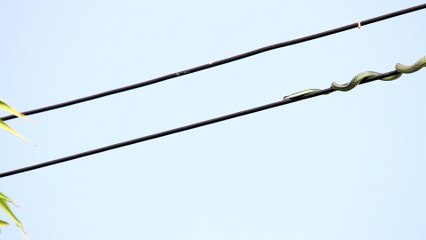 Snake Chases Birds on Power Line