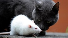 Gatos vs Ratos Especiais e Sortudos