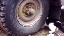 Terror No Rodado E Rato Agarrado Por Gato Esfaimado