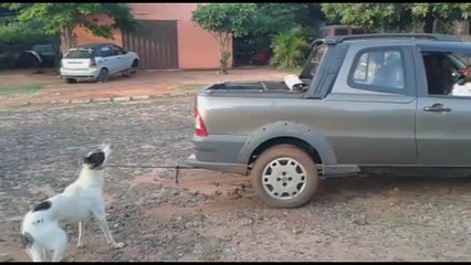 Vídeo de perro, clave en primera imputación por maltrato animal en Paraguay