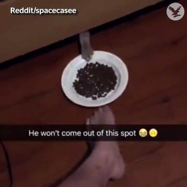 This cat isn't moving for anything