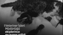 Rahatsızlanan anne adayı kediye sezeryan ile doğum yapıldı