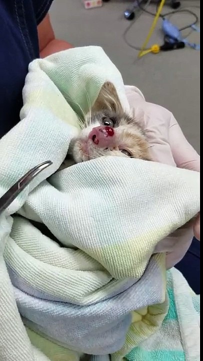 Looks painfull! Kitten saved ...
