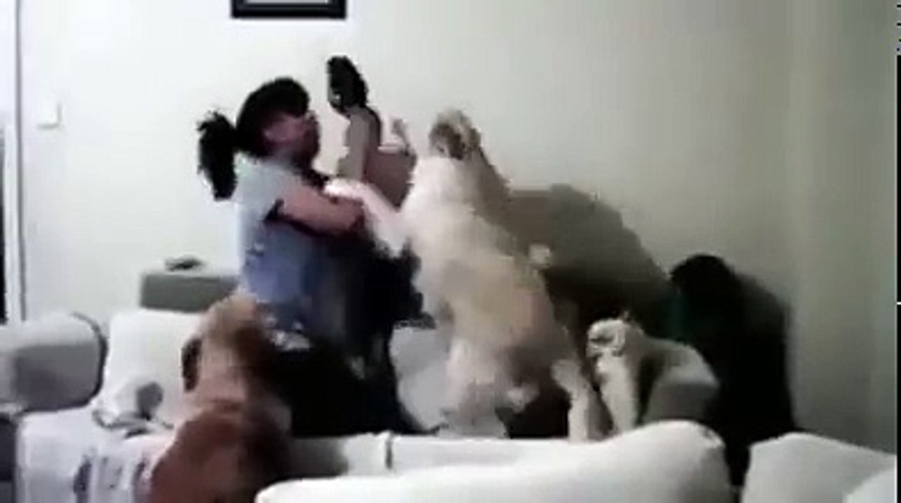 Çocukları dayaktan koruyan zeki köpekler (sadece köpekler sınandı)