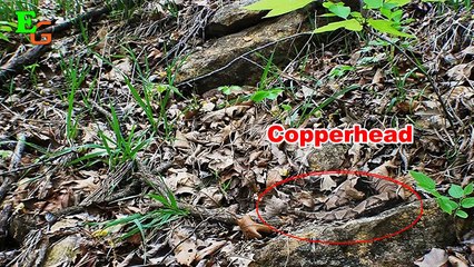 Can You Find Hidden Animals in These 14 Photos - Level 4