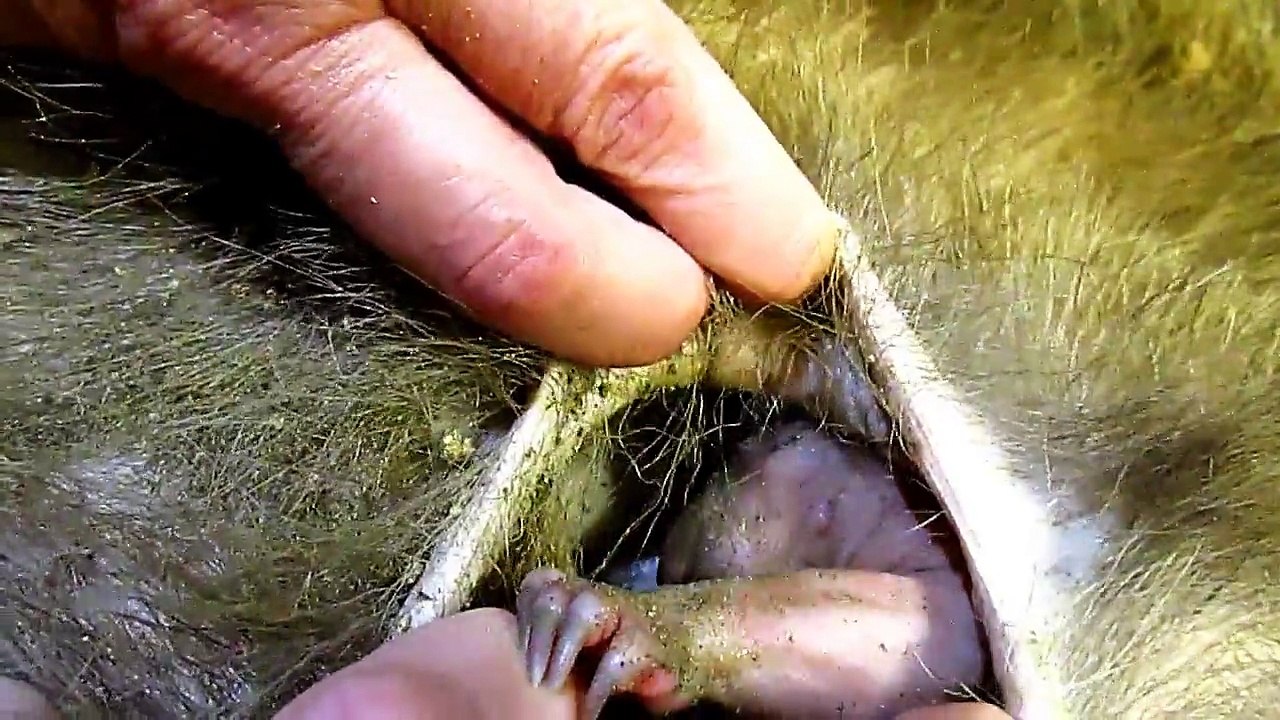 How to Check a Wombat Pouch For a Joey