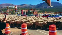 Mass Flock of Sheep Brings Traffic to Standstill