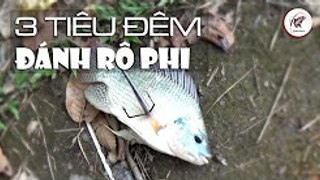 Câu Đêm - Hướng Dẫn Câu Rô Phi Không Cần Mồi - Câu Ba Tiêu