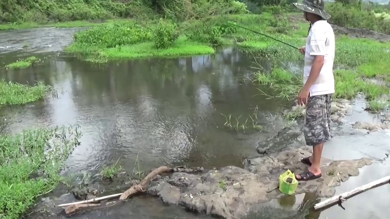 Câu Suối Nước Trong - Gặp Đàn Rô Phi Giật Mỏi Tay - Nướng Nhậu Ngay