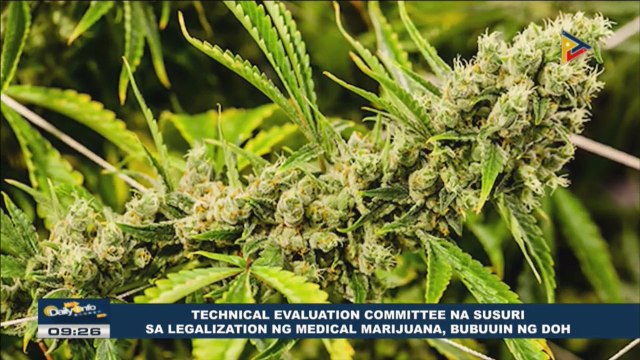 Technical evaluation committee na susuri sa legalization ng medical marijuana, bubuuin ng DOH