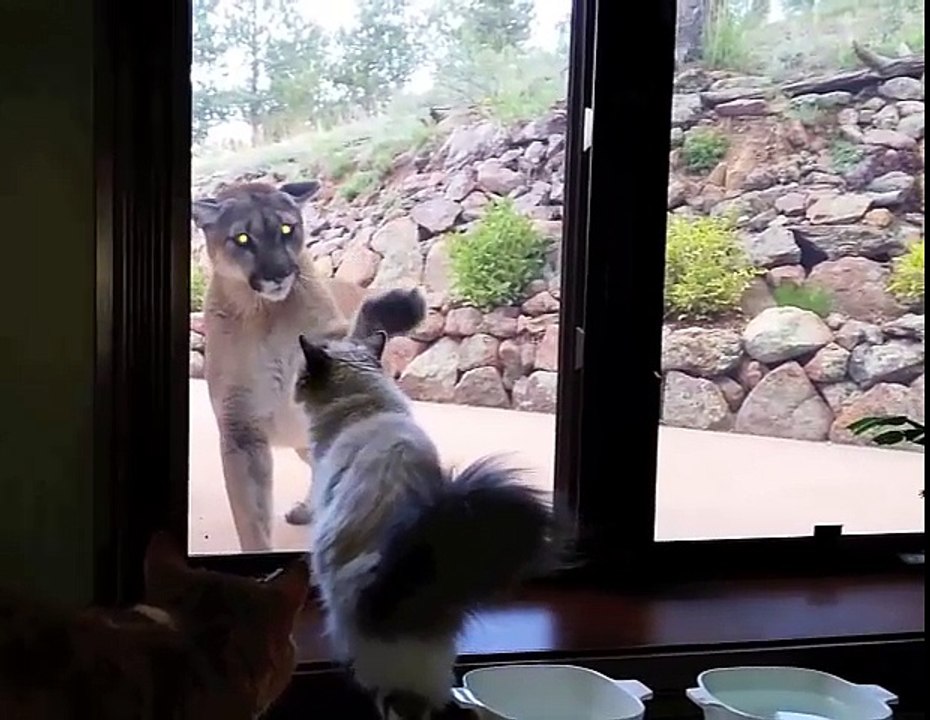 when Cat encounter Cougar