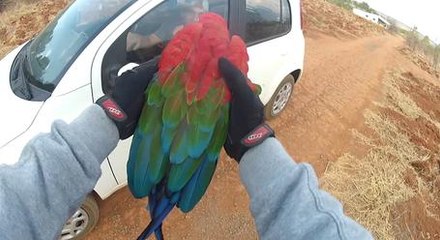 Motorcyclist Has A Parrot Sidekick To Fly Next To Him While He Rides