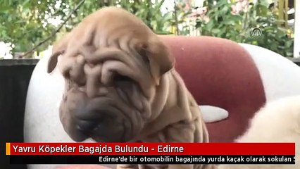 Yavru Köpekler Bagajda Bulundu - Edirne