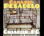 Canário Pesadelo primeira puxada 195 cantos Criador PC de Santo Antônio da Patrulha RS