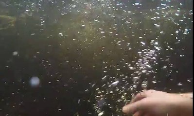 رجل يسبح في النهر بجوار تمساح