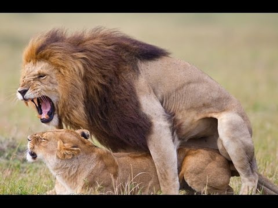 Wild Lions Mating in Africa! Video