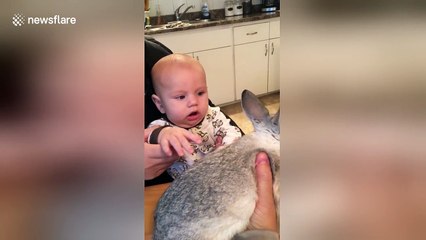 Baby's adorable reaction to meeting rabbit for the first time