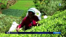 Feuilles de thé : alerte aux pesticides