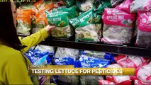 Should You Wash Pre-Washed Lettuce?