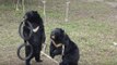 Rescued Bears Enjoy Freedom With Friendly Playtime