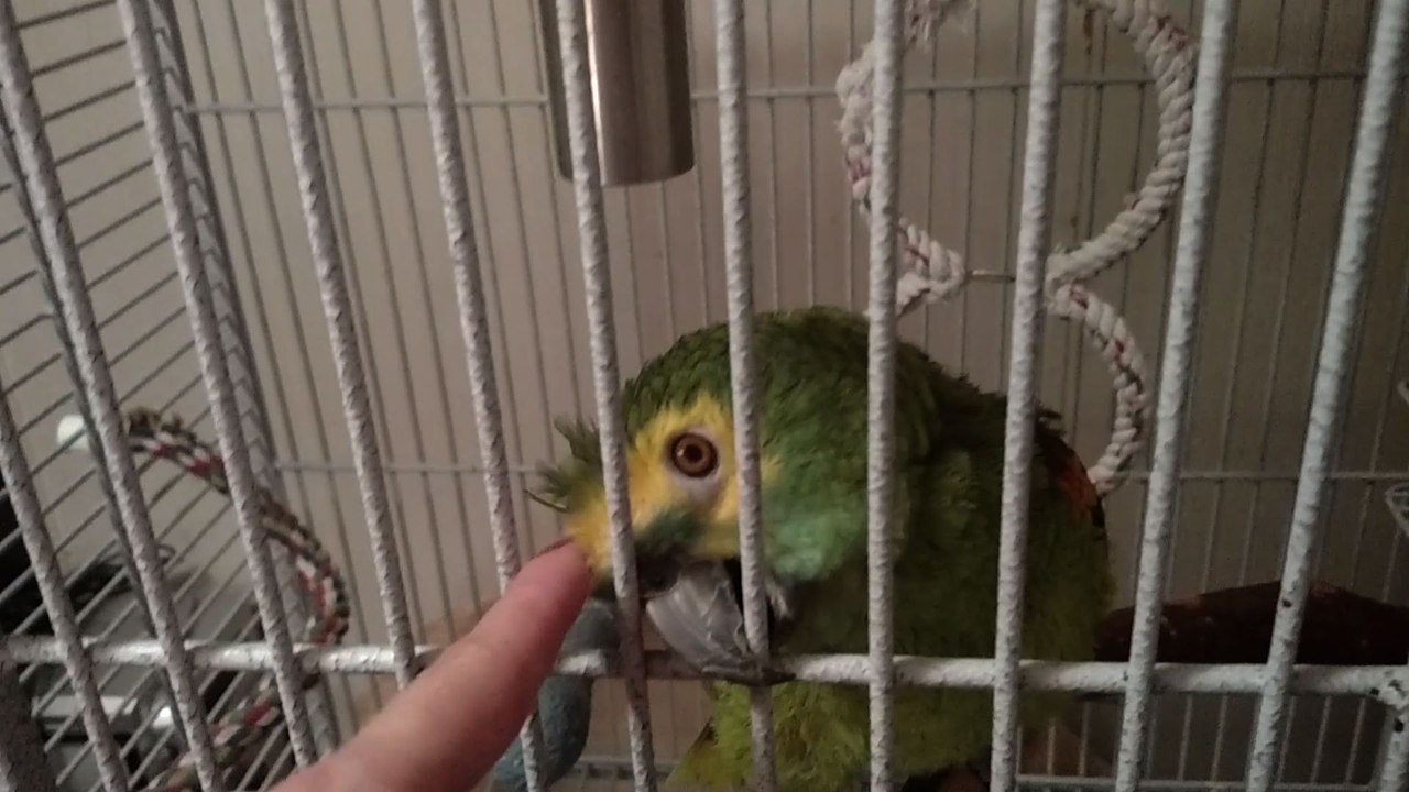 Parrot Says Good Gracious, It Feels So So Good