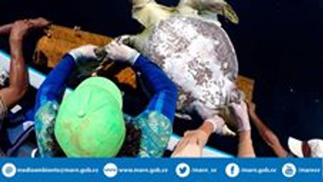 Hundreds of Endangered Sea Turtles Found Dead Off Coast of El Salvador