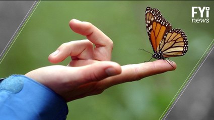 Climate Change Is Destroying Butterflies