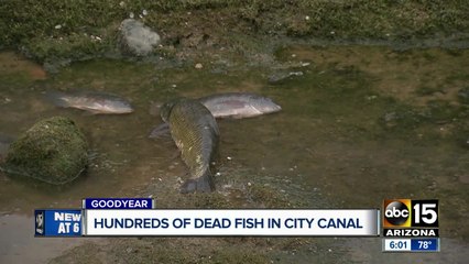 Hundreds of dead fish found in city canal