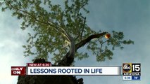 Developer helps Valley family save beloved tree