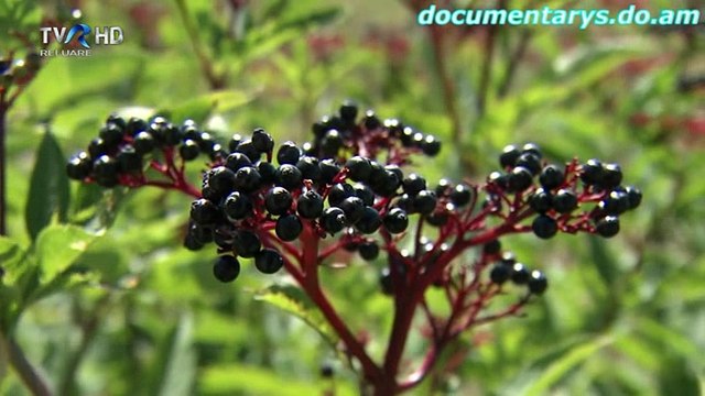 Zestrea Romanilor Tara Vrancei - Licoarea Zeilor