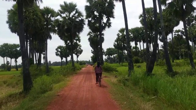 Hay day ! Harvesting​ Rice at green field in Siem Reap Angkor, Cambodia November 2017