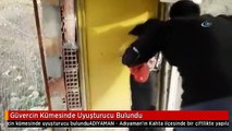 Güvercin Kümesinde Uyuşturucu Bulundu