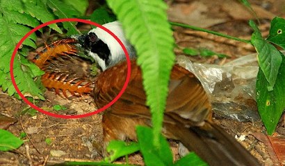 Giờ mới biết Khướu mào trắng ăn cả rắn rết cực độc