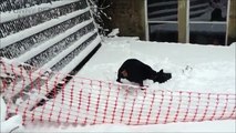 DOGS IN SNOW ★ Dogs Discover SNOW (New Video)  [Funny Pets]