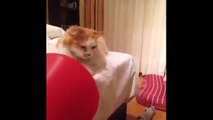 funny cat pranks videos 'funny cat reaction to fart' that will make you laugh so hard you cry.