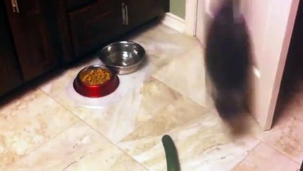 Funny cats vs Cucumbers -- Epic battle