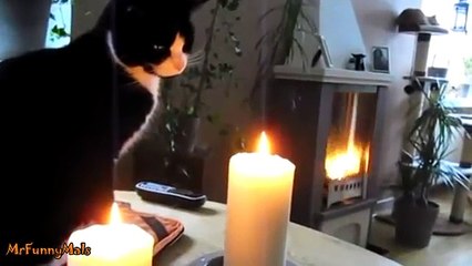 Funny cats vs candle epic battle try not to laugh
