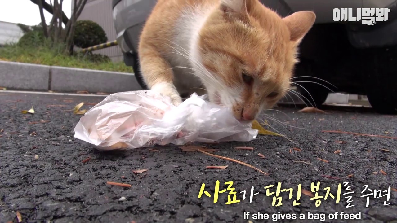 Ce chat errant n'accepte que la nourriture emballée mais regardez pourquoi... Emouvant