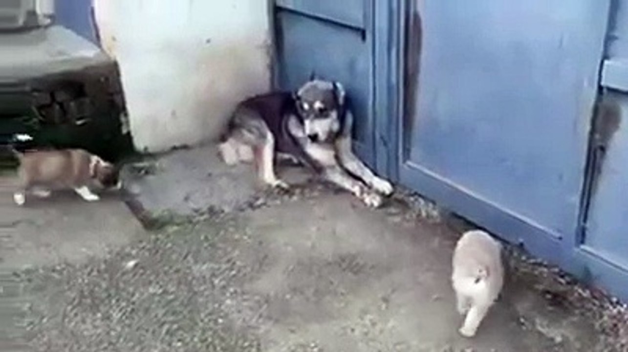 Pas touche!