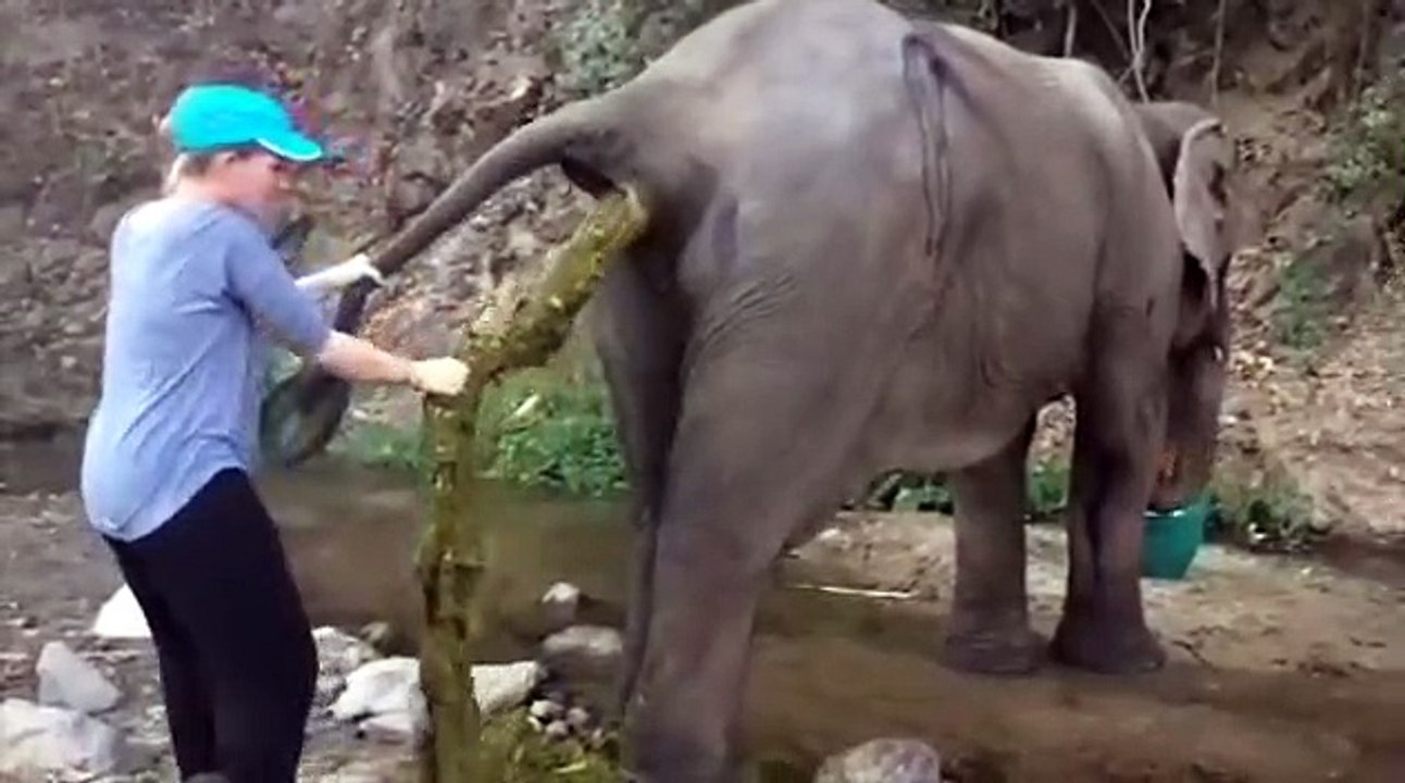 Quand ton éléphant a un problème de digestion... Crade !