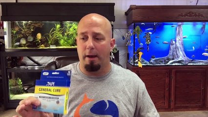 How To Treat For Internal Parasites In Your Fish Part 1! Medicate The Food! KGTropicals!