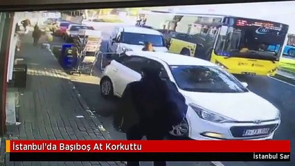 İstanbul'da Başıboş At Korkuttu