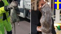 Giant rodent: Ratzilla caught in Sweden - TomoNews