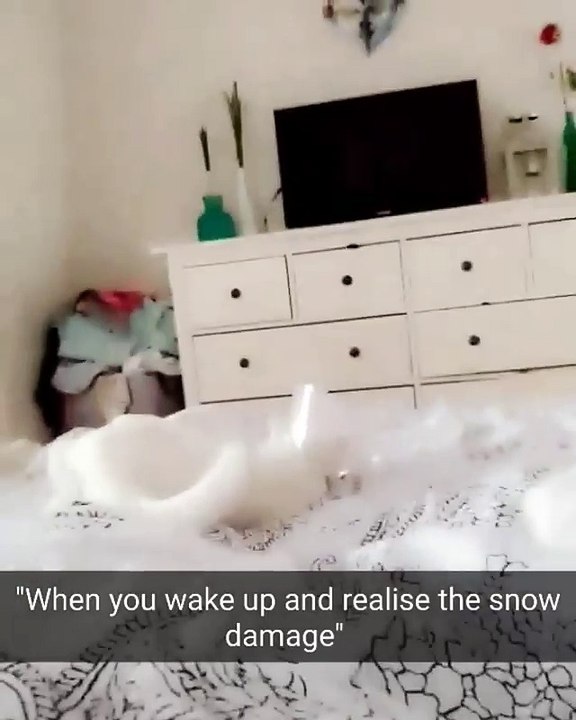 The Cat Cone of Shame But Falls Out Of Bed
