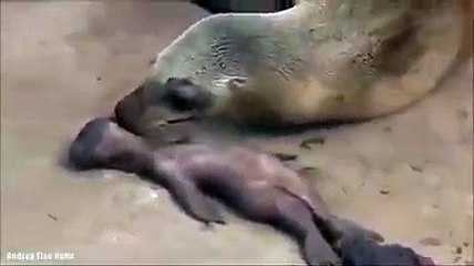 فقمة تبكي على ولدها بحرقة